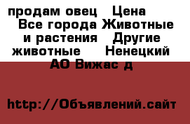  продам овец › Цена ­ 100 - Все города Животные и растения » Другие животные   . Ненецкий АО,Вижас д.